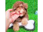 Maltipoo Puppy for sale in San Diego, CA, USA