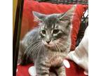 Adopt Kendall a Domestic Short Hair