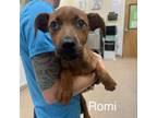 Adopt Romi a Mixed Breed