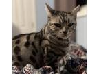 Adopt Bella 6D16 a Domestic Short Hair