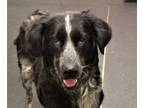 Adopt Rooney Aka Margee a Border Collie, Labrador Retriever