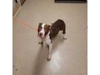 Adopt Constance a Pit Bull Terrier