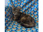 Adopt Biscuits a Domestic Short Hair