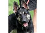 Adopt Tonks a German Shepherd Dog