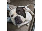 Adopt Prada a Pit Bull Terrier, Mixed Breed