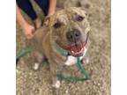 Adopt Beatrice a Pit Bull Terrier
