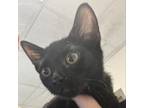 Adopt Jane a Domestic Short Hair