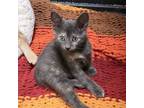 Adopt Pickle a Domestic Short Hair