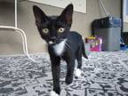 Adopt SANRINA / Kitten a Tuxedo