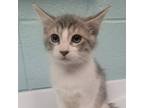 Adopt Nerf a Domestic Short Hair