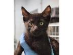 Adopt Purrloin a Domestic Short Hair