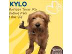 Adopt Kylo a Yorkshire Terrier