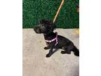 Adopt 53995911 a Miniature Poodle, Mixed Breed