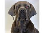 Adopt Lola a Gray/Blue/Silver/Salt & Pepper Mastiff / Mixed dog in Detroit