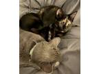 Adopt Astra a Tortoiseshell Domestic Shorthair (short coat) cat in Muskego