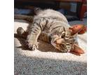Adopt Tsunami a Gray, Blue or Silver Tabby Domestic Shorthair (short coat) cat