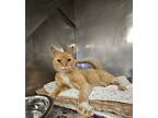 Adopt Fonzie a Orange or Red Domestic Shorthair / Domestic Shorthair / Mixed cat