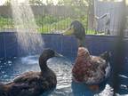 Adopt Batman and Robyn a Tan Duck bird in New York, NY (39039843)