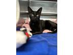 Adopt Bucket a All Black Domestic Shorthair / Domestic Shorthair / Mixed cat in