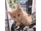 Adopt Clemintin a Orange or Red (Mostly) Persian (long coat) cat in Glen Mills