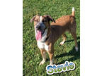 Adopt Stevie a Tan/Yellow/Fawn Bloodhound / Australian Cattle Dog / Mixed dog in