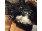 Adopt Dani a All Black Domestic Mediumhair / Mixed cat in Saugerties