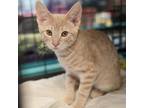 Adopt Perry a Tan or Fawn Tabby Domestic Shorthair / Mixed cat in Saugerties