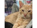 Adopt Ricky a Orange or Red Domestic Shorthair / Mixed cat in Saugerties
