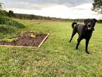 Adopt Lillie a Black Labrador Retriever / Mixed dog in Mooresville