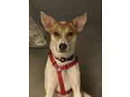 Adopt Rose a White - with Tan, Yellow or Fawn Australian Cattle Dog / Australian