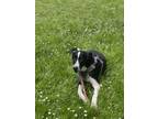Adopt Douglas a Black - with White Great Dane / Border Collie / Mixed dog in