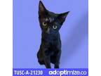 Adopt TUSC-Stray-tu7664 a Domestic Short Hair