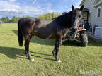 15yr old quarter horse, very gentle and well behaved in West Virginia.