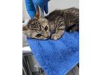 Adopt BELLATRIX a Domestic Short Hair