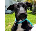 Adopt Minnie a Black Labrador Retriever, Mixed Breed