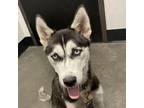 Adopt Tricey a Husky