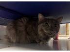 Adopt Aurora a Domestic Long Hair