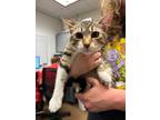 Adopt Calliope a Domestic Short Hair