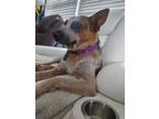 Adopt Heeler Mix - June Bug a Australian Shepherd, Australian Cattle Dog / Blue