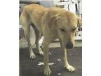 Adopt Goldie a Labrador Retriever