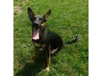 Adopt Luna a German Shepherd Dog