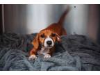 Adopt 65289a Kendall a Dachshund, Mixed Breed