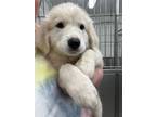 Adopt Rose a Great Pyrenees, Mixed Breed