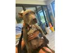 Adopt Tara a American Staffordshire Terrier, Mixed Breed