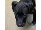 Adopt Astrid a Labrador Retriever