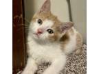 Adopt Karina a Domestic Short Hair