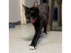 Adopt Socks a Domestic Short Hair