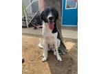 Adopt Piper a Great Pyrenees, Pointer