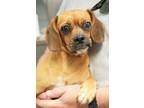 Adopt Ivy is irresistibly purrfect! HOUSE TRAINED PUGGLE LOVES EVERYONE a Puggle