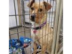 Adopt Gretta a Labrador Retriever, Cattle Dog